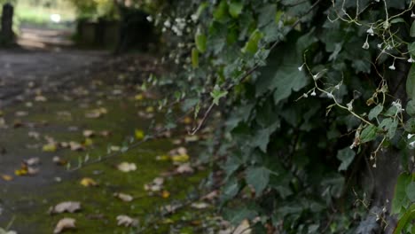 ivy growing on a stone wall on english street