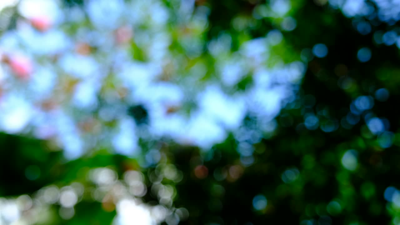 Luce bokeh nel giardino