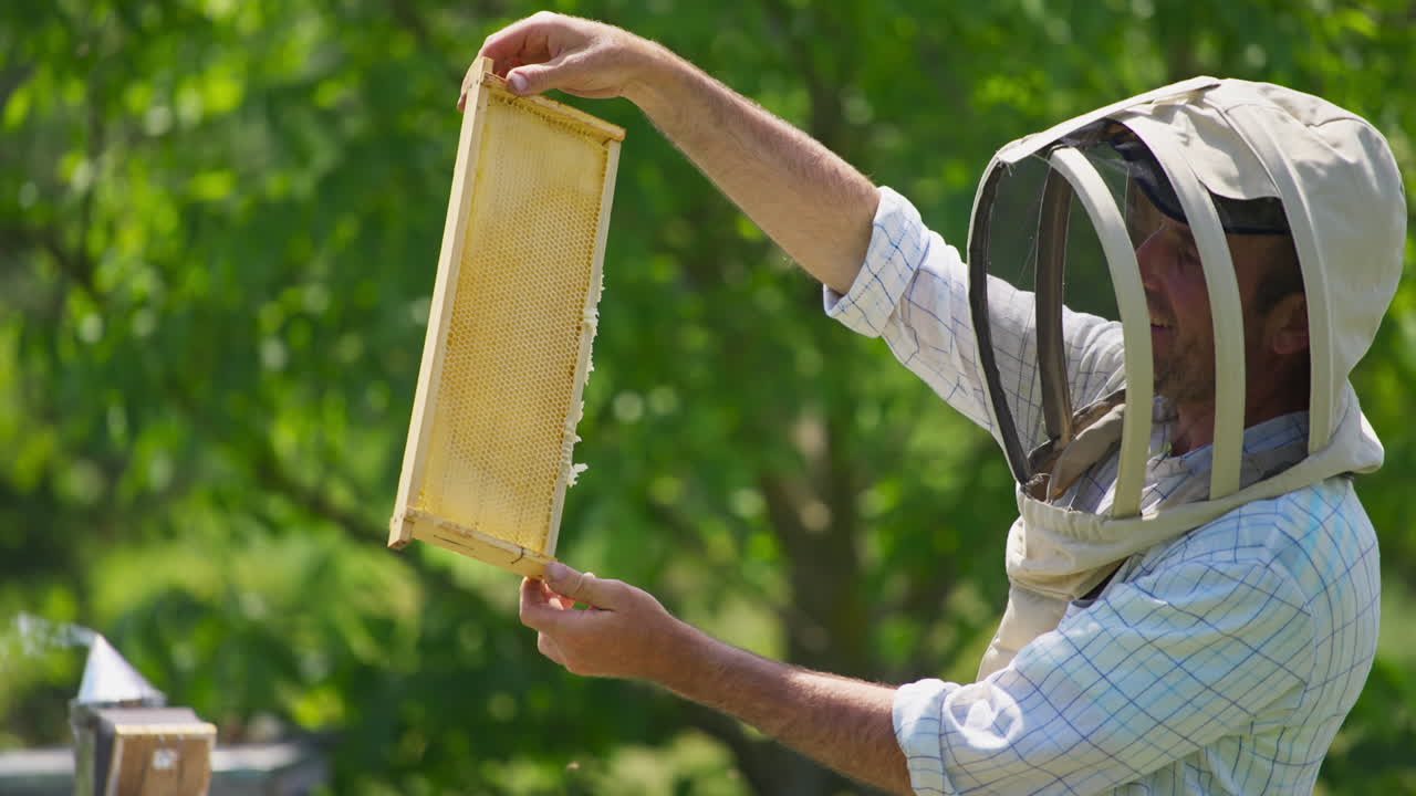 Apiarist looking at the frame with honey and smiling enjoying. Beautiful honey frame against the sunlight.