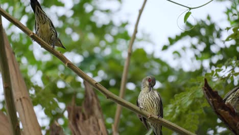 pájaros estorninos brillantes asiáticos inmaduros donde se posan en la ramita