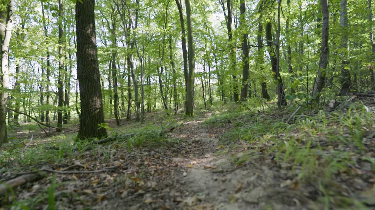 Slow motion POV shot of a person walking through a forest with green leaves and sun shining through the foliage