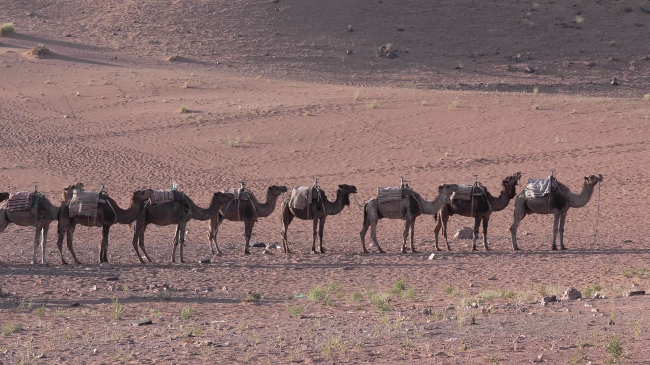 caravana de camellos en un viaje, de pie a través del paisaje árido, bajo el sol caliente y seco