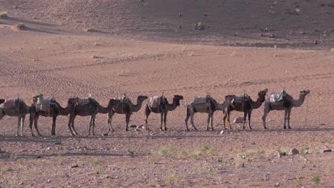 Camel-caravan-on-a-journey,-standing-through-the-arid-landscape,-under-the-hot,-dry-sun