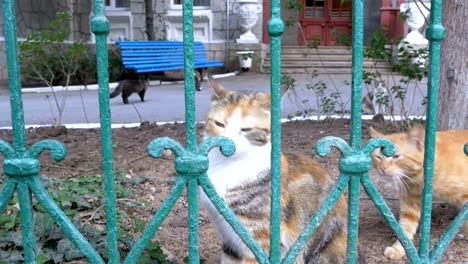 a homeless three-colored cat walks in the park outside the fence and flies