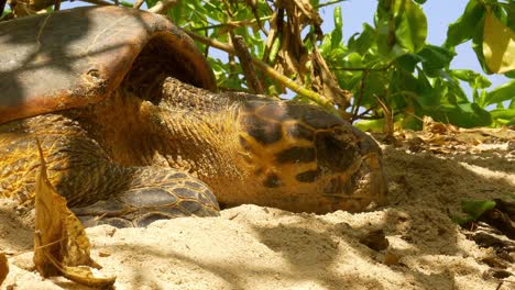 tight shot of sea turtle head while laying eggs