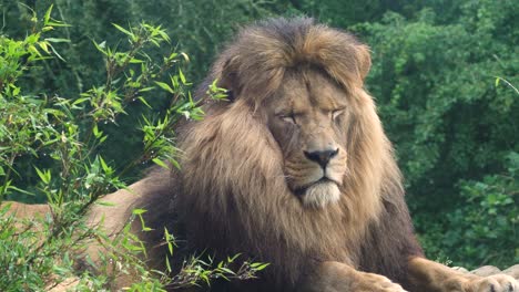 león africano descansando acostado con los ojos cerrados