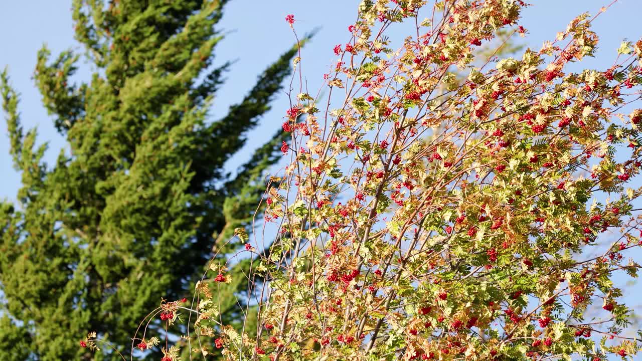 Autumn maple branches with red leaves and fruit sway in strong wind beside evergreen pine trees, under clear daylight and blue sky