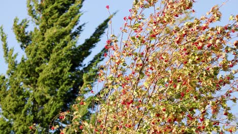 autumn maple branches with red leaves and fruit sway in strong wind beside evergreen pine trees, under clear daylight and blue sky