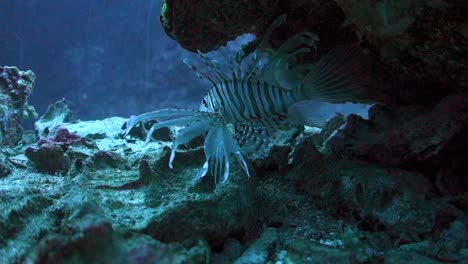 nocturnal common lionfish shelters under rocky ledge on tropical coral reef