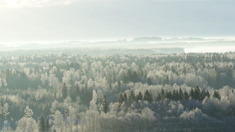 Bosque-Helado.-Frío-Día-De-Invierno.-Campo-De-Lituania