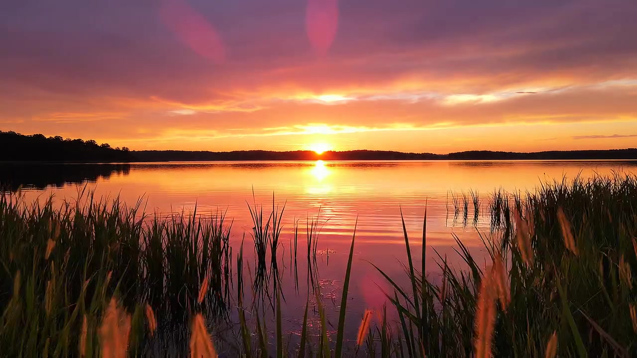 Golden sunset over calm lake with glowing tall grass stalks