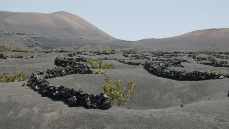 Lanzarote-Weinberge-La-Geria-Landschaft-Mit-Weinreben-In-Den-Gruben-Mit-Vulkanischer-Asche