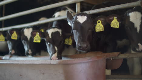 Vacas-De-Granja-Lechera-En-El-Interior-Del-Cobertizo