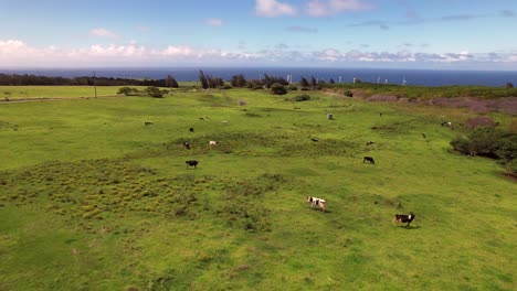 cows grazing on a vibrant green meadow near hawi on the big island of hawaii with a wind farm in the background - descending aerial view