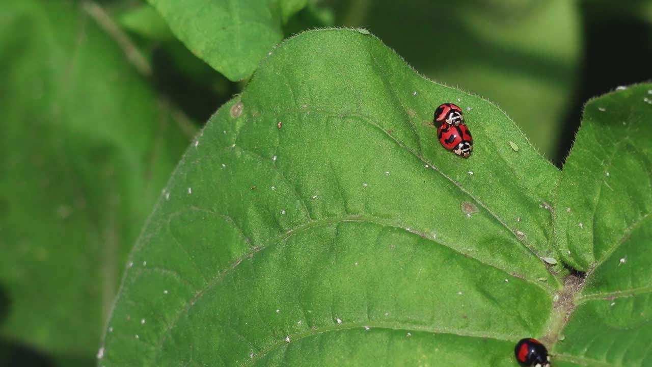 Macro view of two vibrant red ladybugs moving across the surface of a textured leaf