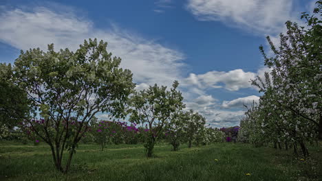 Blühende-Bäume-Auf-Einer-Grünen-Wiese-Und-Schnell-Vorbeiziehende-Wolken