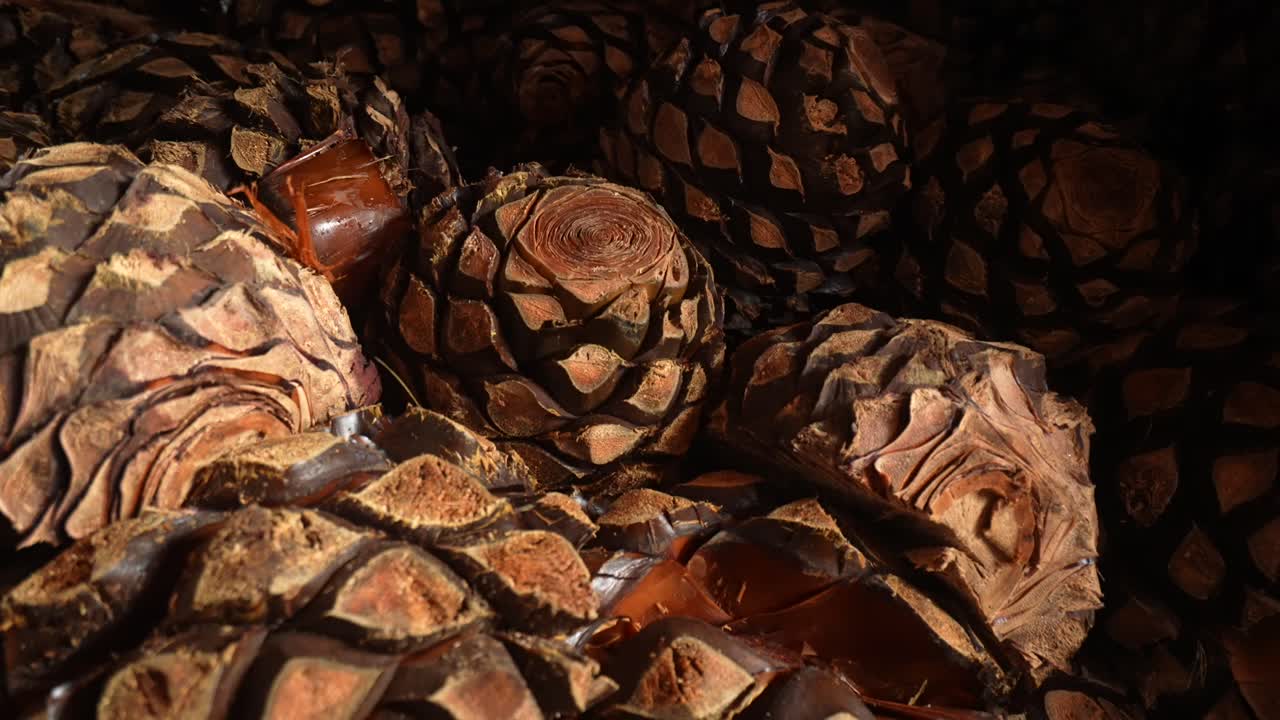 Cuori di agave blu in massa, che mostrano una texture di legno secco e un aspetto fibroso dopo la fermentazione iniziale. Tequila-City, Jalisco, Messico. Primo piano ravvicinato in 4K.