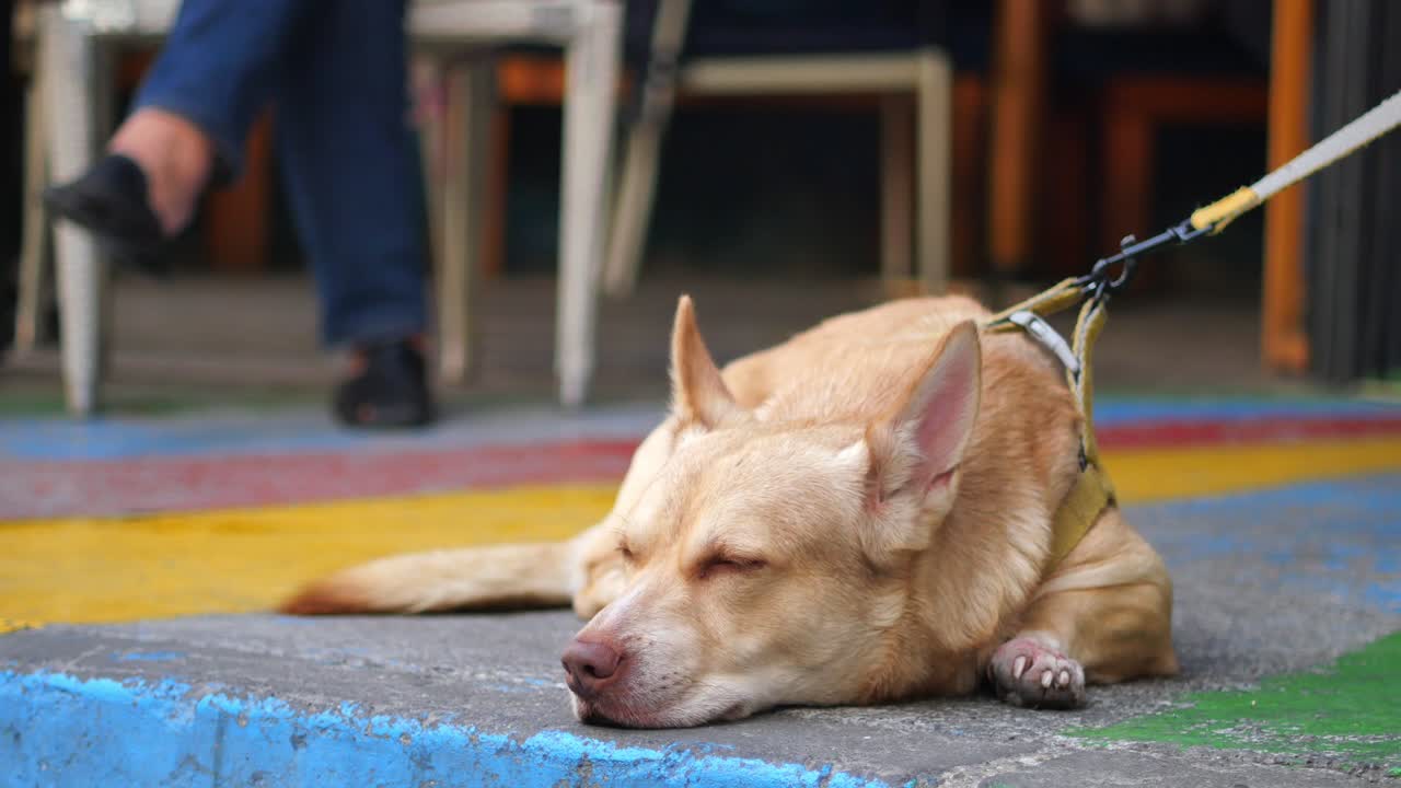 Dog sleeping on the sidewalk