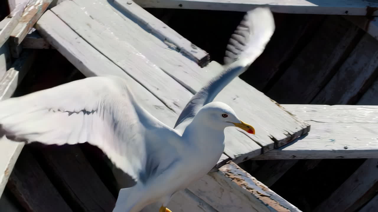 Seagull on a Wooden Boat