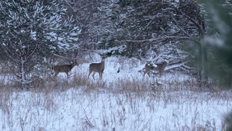 wide shot of a family of deer looking for food in the snow