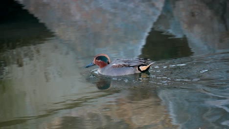 tracking male eurasian teal duck swiming or paddling in winter pond