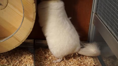 close up of a cute white chinchilla pet trying to jump on the running wheel in a pet cage