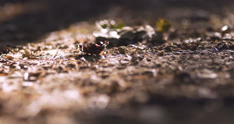 Schmetterling-Und-Trauringe-Im-Waldsommer