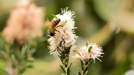 a bee actively pollinates a flower