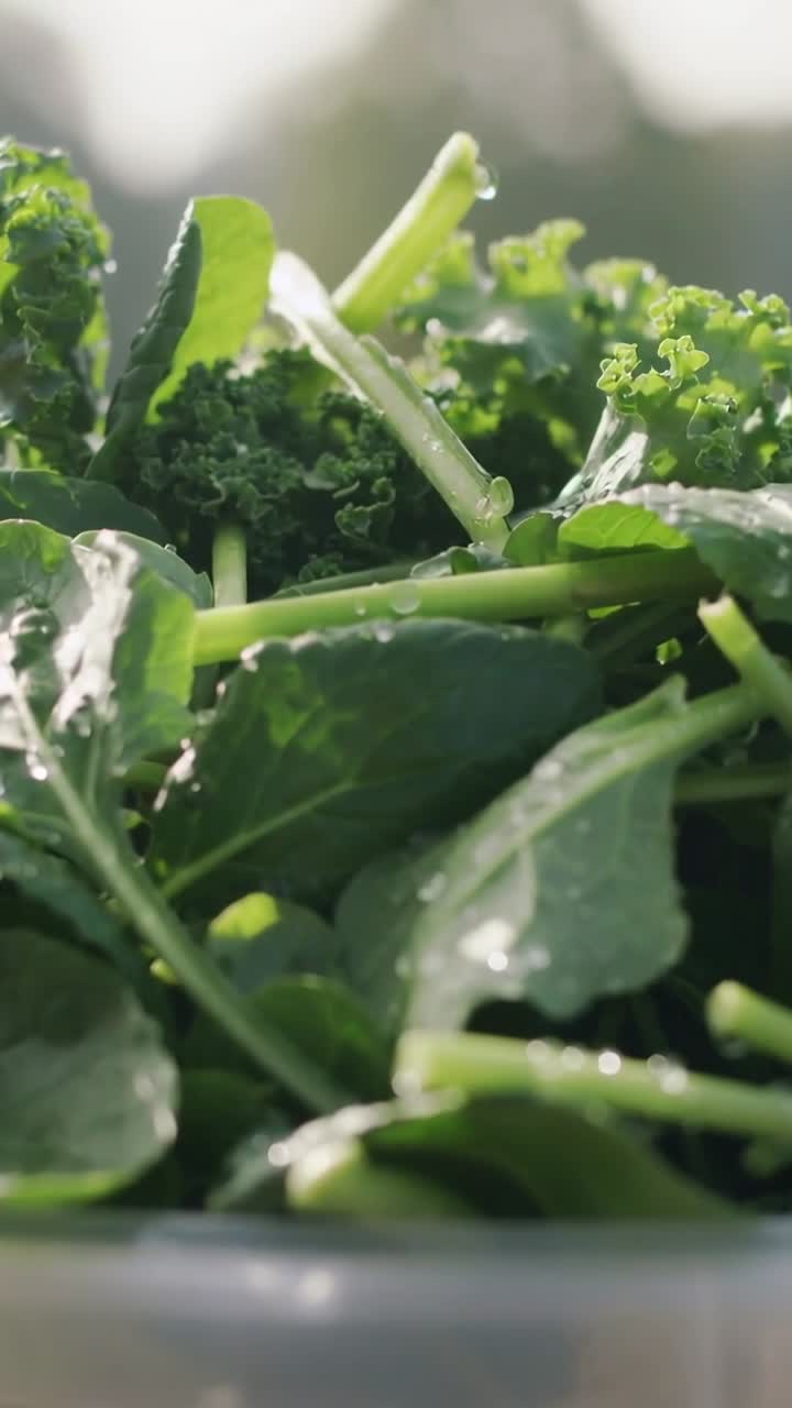 Video verticale: Verdi che ondeggiano dolcemente per la brezza, la messa a fuoco al sole rivela freschezza, una vasca e rugiada.