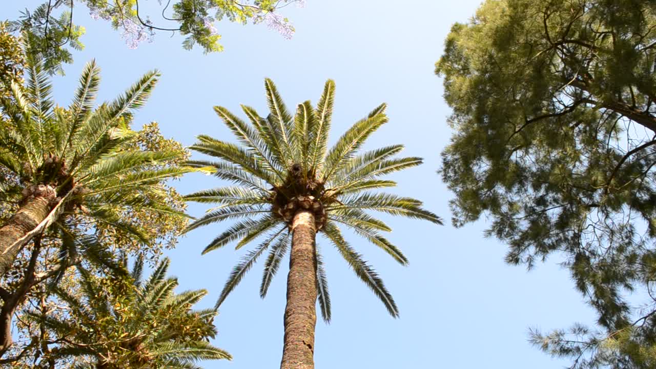 Palm trees in Cadiz. City of Cadiz, Spain, Andalusia. Palm trees in Cadiz