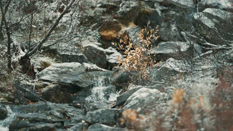 the first snow sprinkled over the low bushes and withered grass on the banks of the small creek