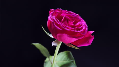 Rotating-Pink-Rose-Flower-with-Wet-Petals-and-Leaves