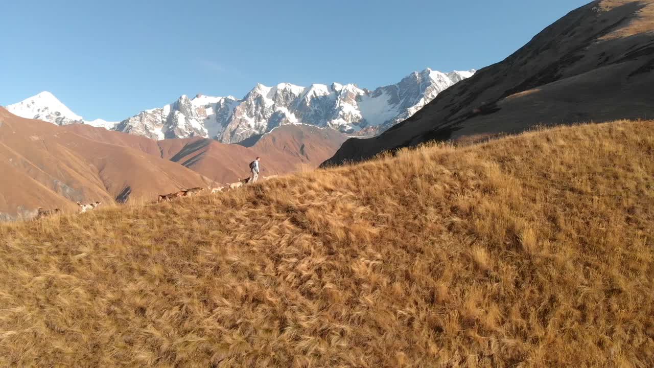 un hombre paseando una gran jauría de perros por la cresta de una montaña durante la hora dorada en georgia