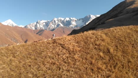 a man walking a large pack of dogs up the ridge of a mountain during golden hour in georgia