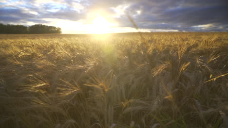 puesta de sol sobre los campos de canola en cámara lenta en un día parcialmente nublado