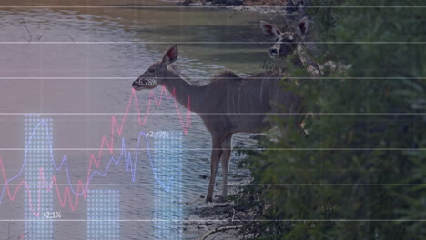 two deer standing at muddy shore with line charts and percentage labels floating in flat design