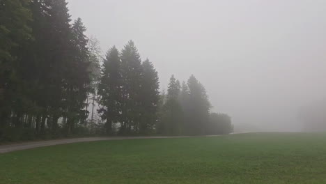 a foggy, misty meadow and a pathway by a forest