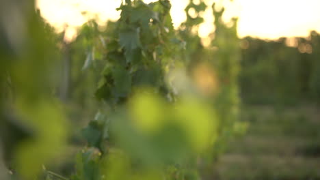 close-up-of-plant-in-vineyard