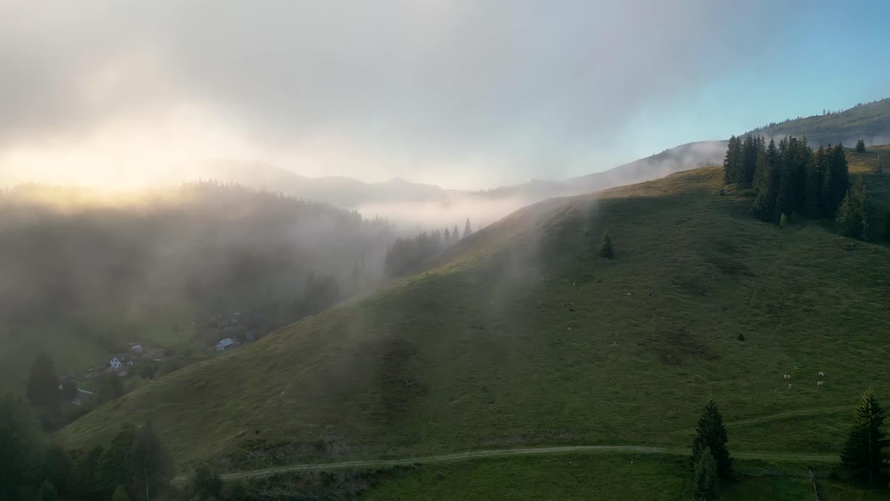 A serene Bucovina hill at sunrise, wrapped in mist, with grazing cows adding charm to the tranquil autumn landscape. A breathtaking moment of peace and natural beauty.