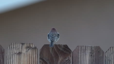 un pinzón macho adulto posado en una valla en un patio trasero luego se va volando