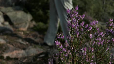 hiker coming down rocky hill forest path off road, passing by calluna flower