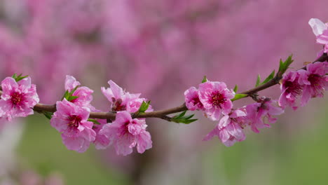 close up cherry sakura blossoms blooming under a blue sky panning shot