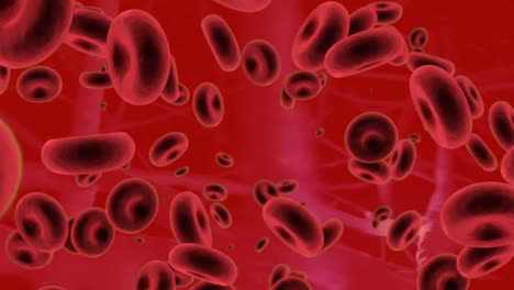 animazione di globuli rossi galleggianti in vena su sfondo rosso