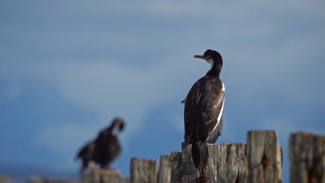 close up on a beautiful imperial cormorant bird sitting on the end of a log, with more blurred birds in the background