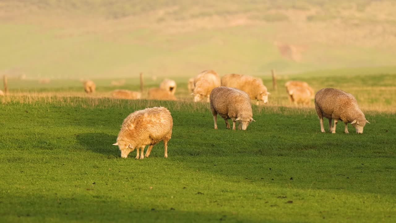 Pecore che pascolano pacificamente su un prato verde e rigoglioso