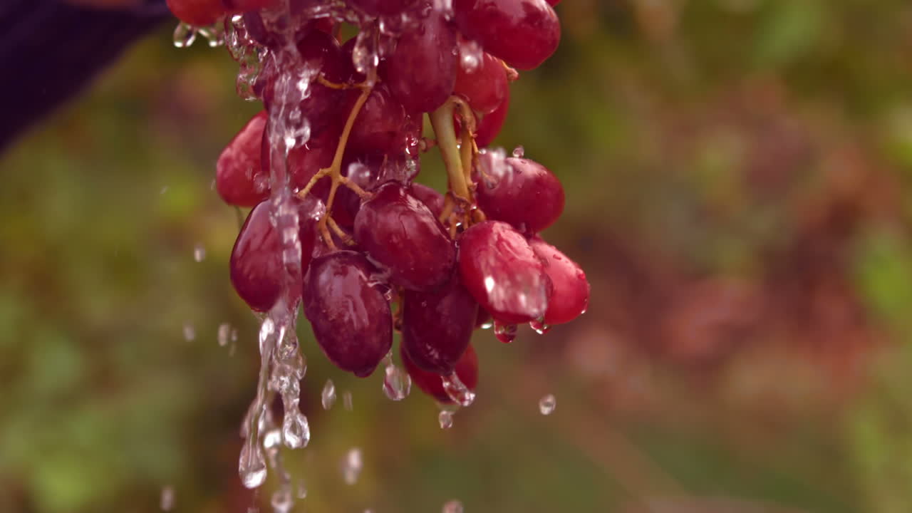 un racimo de uvas rojas regadas a cámara lenta