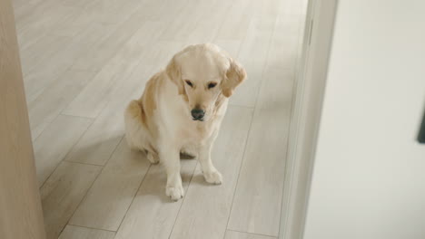 golden retriever in a home