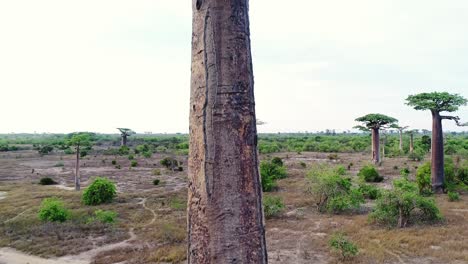 Close-up-of-large-baobab-tree-trunk---aerial-drone-view