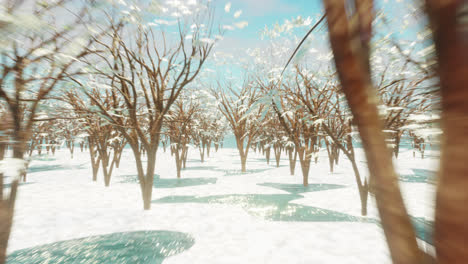 animation of rows of trees and snow