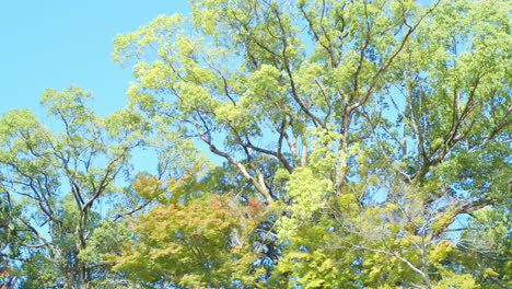 Blue-skies-and-tall-trees-with-green-leaves-in-the-autumn-season-in-Kyoto,-Japan